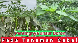 Unsur Boron dan fungsinya [upl. by Nnarual]