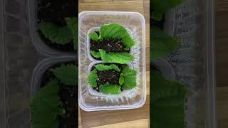 Streptocarpus propagation Who’s going to try this technique [upl. by Frangos]