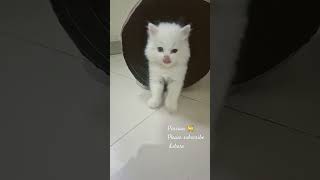 music ytshorts cat trending kitten  lamaritza sylviavartan persiancatfamilyg5k [upl. by Walling268]