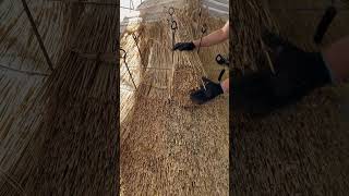 Starting a water reed hip on a thatched barn trending shorts youtubeshorts [upl. by Teresa]