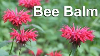 Grow Bee Balm A Flower amp Medicinal Herb  GardenFork [upl. by Ahsinan]