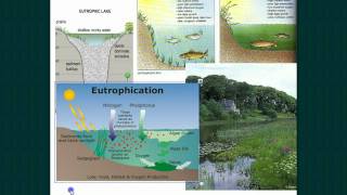 Introduction to Ecology Part 2 [upl. by Etteniuq]