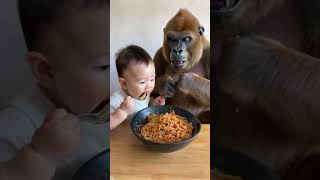 Baby and gorilla share fried noodles cute lovely love gorilla baby animalsshorts [upl. by Enomes]