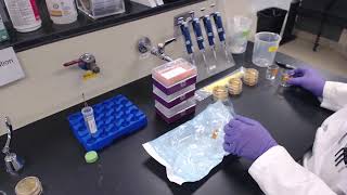 Water Quality  Heterotrophic Plate Count [upl. by Anerb]