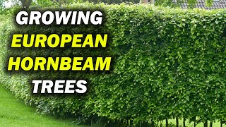 How To Grow Carpinus Betulus European Hornbeam Trees [upl. by Fini]