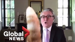 Rocco put your tail downquot Cat interrupts virtual UK parliamentary meeting [upl. by Ardnuassak]