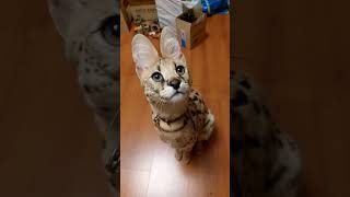 Serval cat talking [upl. by Mercola178]