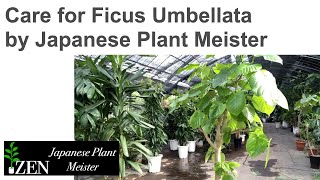 Care for Ficus Umbellata by Japanese Plant Meister [upl. by Yesnel738]