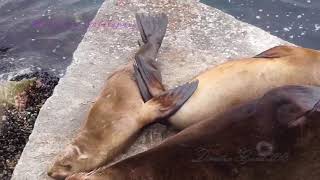 Seals barking so loud Monterey California [upl. by Sarid]