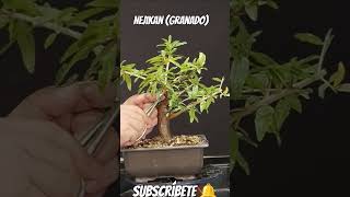 bonito prebonsai de granado nejikan manolofelix bonsai bonsaiaficionado bonsaiponderosaehn [upl. by Feil]