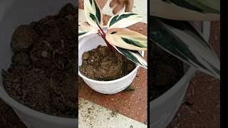 How to grow calatheahow to propagate calathea shorts ❤️🤩🤣 [upl. by Aurelia217]