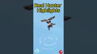 Real Hunter Highlights  Amazing footage  Hungry bald eagle youtubeshorts viralvideo ytshorts [upl. by Itsirhc]