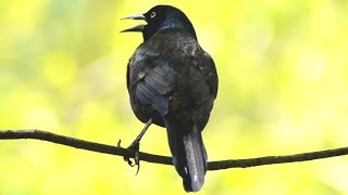 Common grackle bird call  chirping  sounds [upl. by Proffitt]