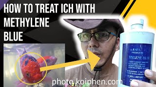 Treat Ich with Methylene Blue An Effective Guide [upl. by Alpheus]