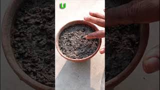 Grow cardamom from seeds gardening shorts [upl. by Enyehc180]