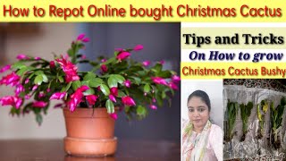 All about Christmas Cactus  Repotting Online bought cactus cactus care [upl. by Vacuva]