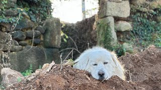 8 week in Portugal renovating ancestral family homestead JoaquimConde [upl. by Euqina]