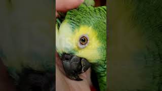 The macaw parrot [upl. by Mixie]