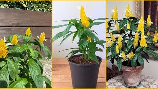 Get to Know Lutea Nees – Growing Tips for Beginners [upl. by Shae]