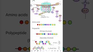 41초생물 유전자발현 번역 코돈 안티코돈 mRNA tRNA 리보솜 APE자리 폴리펩타이드합성 엄마표 [upl. by Aleek]