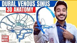 Dural Venous Sinuses Anatomy 3D  venous sinuses of brain  anatomy of dural venous sinuses [upl. by Acirrehs]