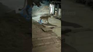 Two Lions roaming in Sindhi society of Gandhigram at Junagadh City wildlife girnar animal [upl. by Caresa635]