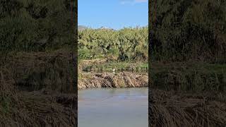 AIRONE BIANCO Foce dellAlcantara birdwatching aves wildanimals nature river rio sicilia [upl. by Samp228]