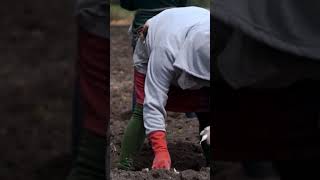 planting calendar planting seedlings organic Gardening [upl. by Itin249]