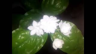 Jasmine flowers  beautiful flowersjasmine Nature sounds birds viraltrending [upl. by Yvaht]