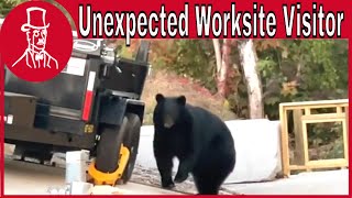 Bear Encounter in Gatlinburg [upl. by Wyck]