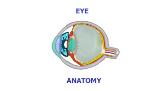 Everything you need to know about the eye [upl. by Holle142]