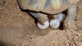 Enfouissement des Oeufs de Tortue dhermann après la ponte [upl. by Elmina594]