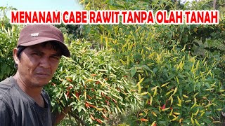 Panduan Menanam Cabe Rawit di Lahan Tanpa Olah Tanah dari Awal sampai Panen [upl. by Oicneserc]