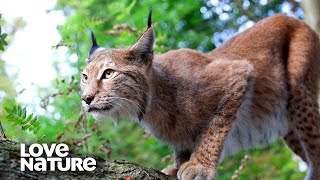 Eurasian Lynx Mother Teaches Her Kittens to Hunt  Love Nature [upl. by Denny]