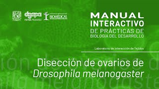 Disección de ovarios de Drosophila melanogaster [upl. by Olympium]