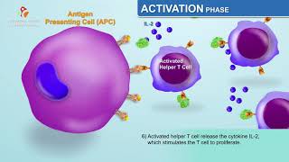 The Humoral Immune Response  Immunology Animations [upl. by Janeczka]