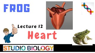 Class 11Zoology LecturesDiscuss the structure of the frogs heart amp blood circulatory system 112 [upl. by Eugor560]