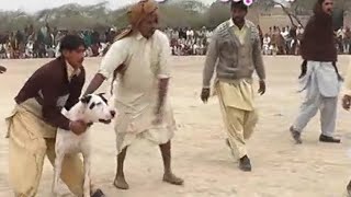 Pakistani champion famous 12 bully dogs clip  top class bully dogs  all top bully breed dogs [upl. by Ardrey]