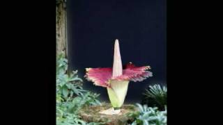 Amorphophallus titanum [upl. by Stultz]