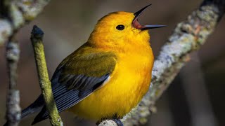 Prothonotary Warbler Bird 2024 [upl. by Zellner]