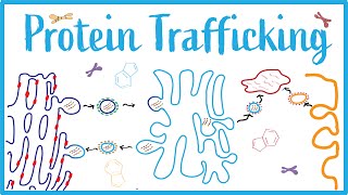 Protein Trafficking ICell Disease Clathrin Vesicular Transport amp Protein Modifications [upl. by Otanutrof109]