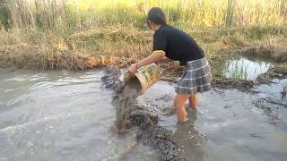 Amazing beautiful girl Fishing in the field  How to Catch Fish at battambang  part 32 [upl. by Kasevich]