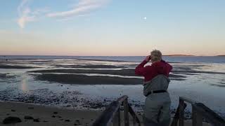 Oystering in Wellfleet [upl. by Ahsitram]