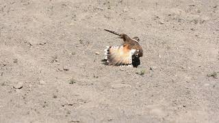 Killdeer broken wing act [upl. by Stewart186]