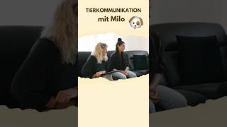 Tierkommunikation mit Hund «Milo»  Teil 4 🐾 [upl. by Salome]