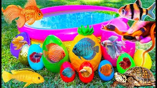 Colourful surprise eggs crayfish koi angelfish betta fish goldfish glofish tetra in the pool [upl. by Irtak]