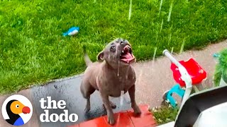 Pittie Leaps Out The Door When It Rains  The Dodo [upl. by Ainahpets]