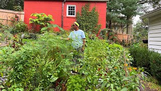 Home Garden Tour  Container Garden  Eat Basil Seeds  Flower Garden  Vegetable Gardening  Plan [upl. by Akinnej]