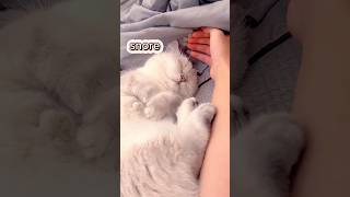 Adorable Kittens SNORE Like Crazy [upl. by Dalli680]