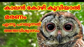 Interesting Fact About Mottled Wood Owl strix ocellata Sound4K Video കാലൻ കോഴി [upl. by Traci]